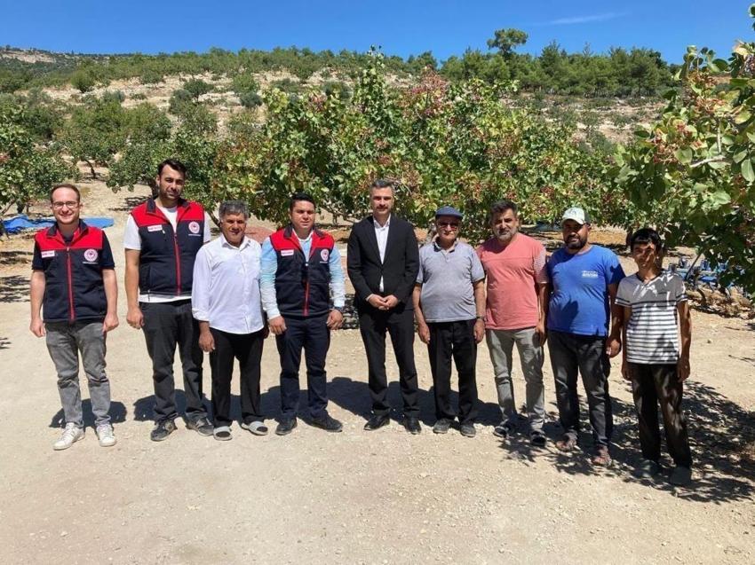 Denizli'de de Antep fıstığı yüzleri güldürdü
