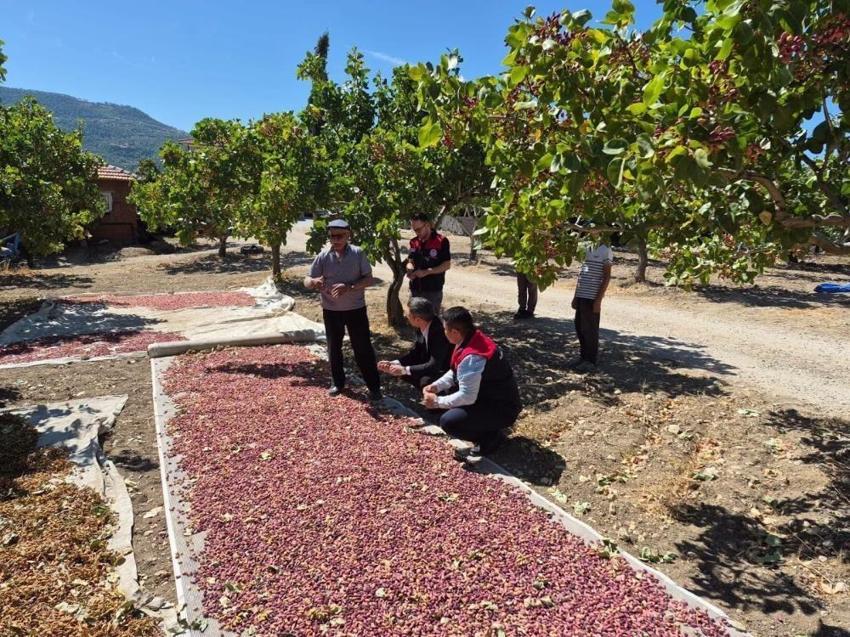 Denizli'de de Antep fıstığı yüzleri güldürdü