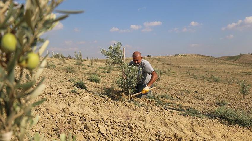 Adana'da gazinin tarım sevgisi 950 ağaçlık zeytinliğe dönüştü: 'Onlara çocuğum gibi bakıyorum'