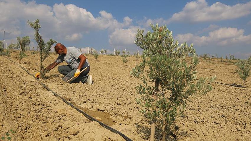 Adana'da gazinin tarım sevgisi 950 ağaçlık zeytinliğe dönüştü: 'Onlara çocuğum gibi bakıyorum'