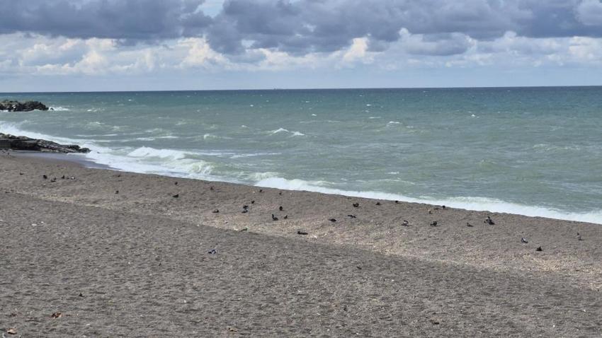 Akçakoca'da sezon bitti, sahiller kuşlara kaldı