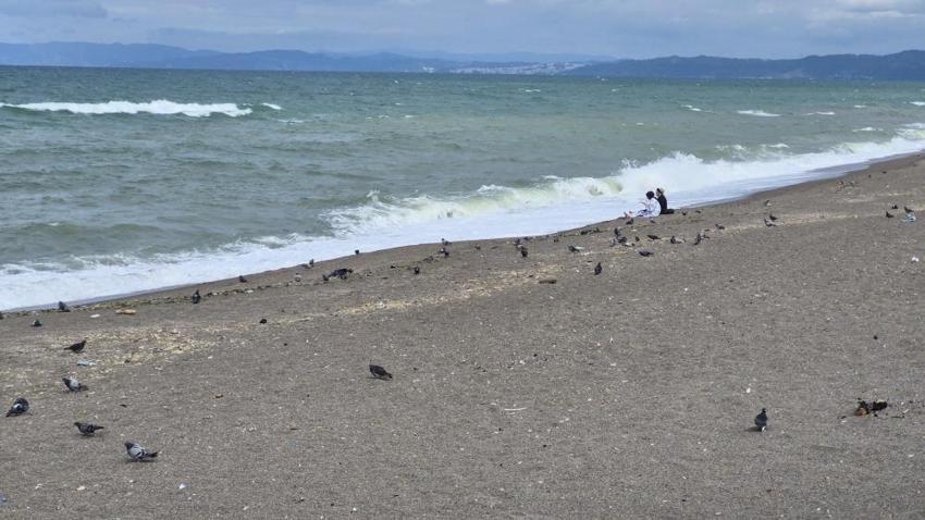 Akçakoca'da sezon bitti, sahiller kuşlara kaldı