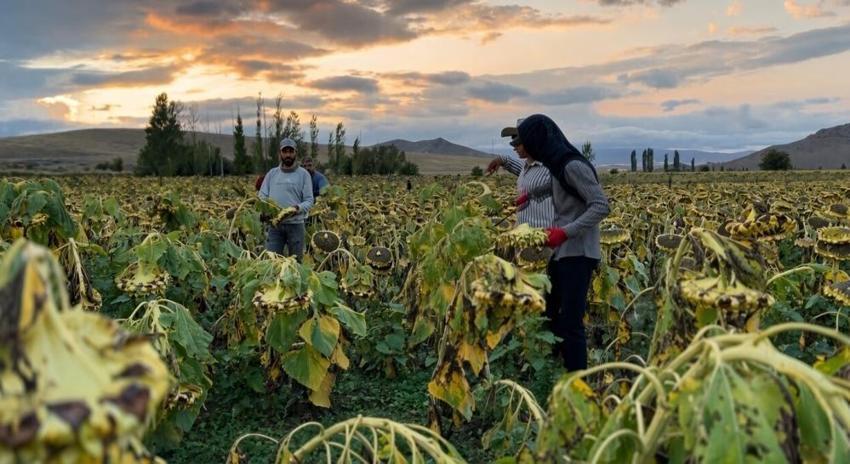 Erzincan'da 20 bin dekarda yüzler güldü: Hasat bir hareketle başladı