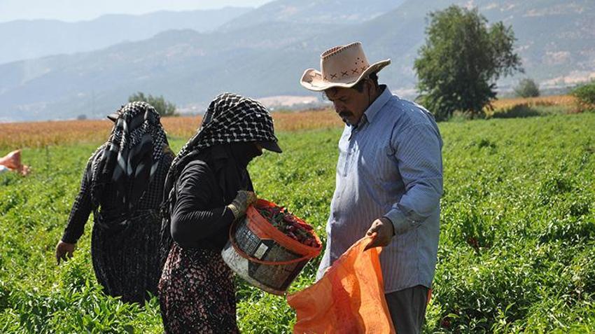 Gaziantep'te 'kırmızı altın' hasadı başladı! Binlerce işçi tarlalarda istihdam ediliyor