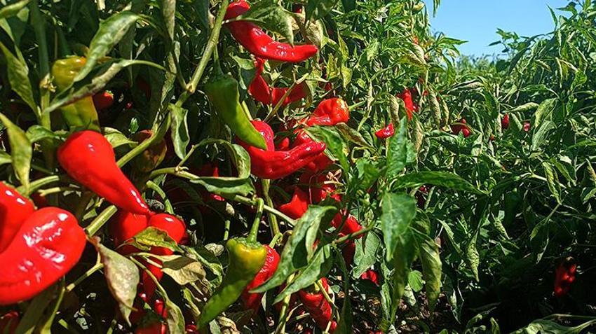 Gaziantep'te 'kırmızı altın' hasadı başladı! Binlerce işçi tarlalarda istihdam ediliyor