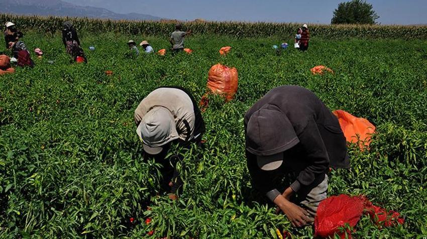 Gaziantep'te 'kırmızı altın' hasadı başladı! Binlerce işçi tarlalarda istihdam ediliyor