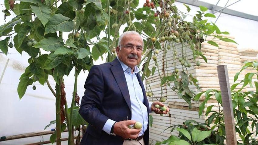 Fındığa rakip geliyor! Karadeniz'de yetişmez dediler, deneme amaçlı başladılar, seralar coştu
