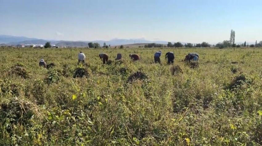 Erzincan'ın beklediği haber Türkiye'yi de sardı: 5 ay sonra başladı