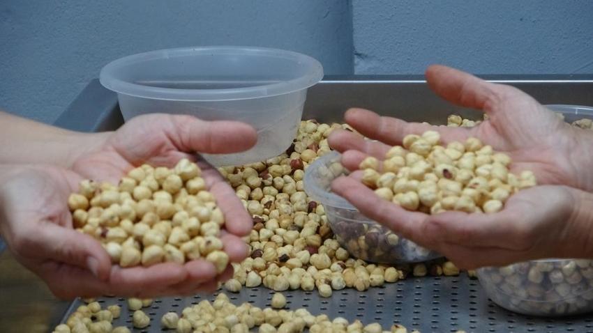 Artvin'den Kocaeli'ye kadar yayıldı: Fındıkta emanet devri bitti, kazanç ikiye katlandı