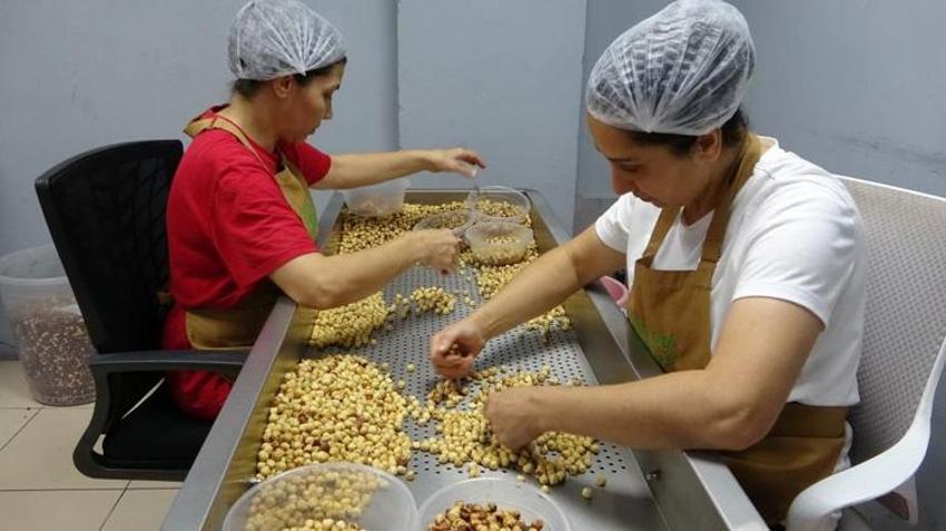 Artvin'den Kocaeli'ye kadar yayıldı: Fındıkta emanet devri bitti, kazanç ikiye katlandı