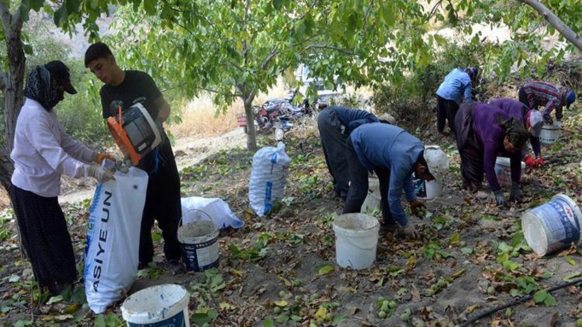 Kahramanmaraş'ın yeşil altınında hasat başladı! Geçen yıl don vurmuştu, bu yıl yüzler gülüyor: AB tescilli lezzette sezon heyecanı!