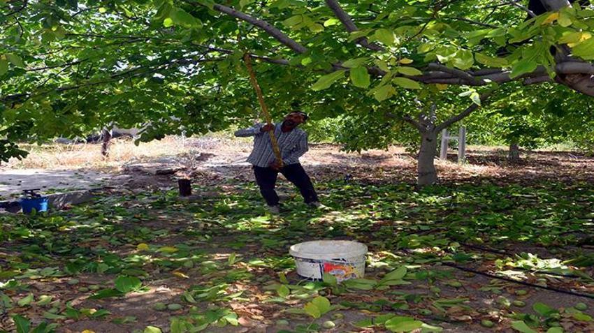 Kahramanmaraş'ın yeşil altınında hasat başladı! Geçen yıl don vurmuştu, bu yıl yüzler gülüyor: AB tescilli lezzette sezon heyecanı!