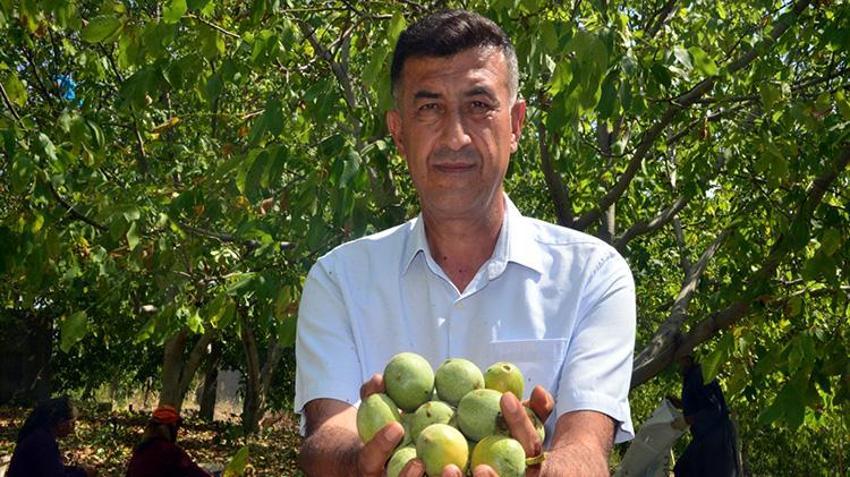 Kahramanmaraş'ın yeşil altınında hasat başladı! Geçen yıl don vurmuştu, bu yıl yüzler gülüyor: AB tescilli lezzette sezon heyecanı!