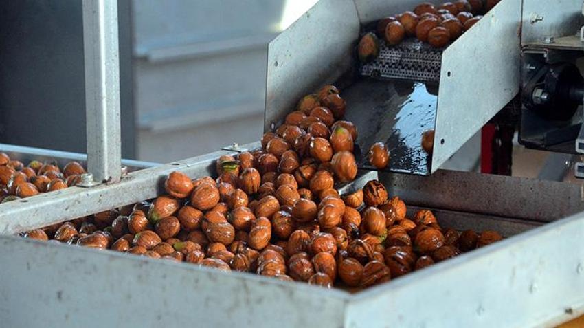 Kahramanmaraş'ın yeşil altınında hasat başladı! Geçen yıl don vurmuştu, bu yıl yüzler gülüyor: AB tescilli lezzette sezon heyecanı!