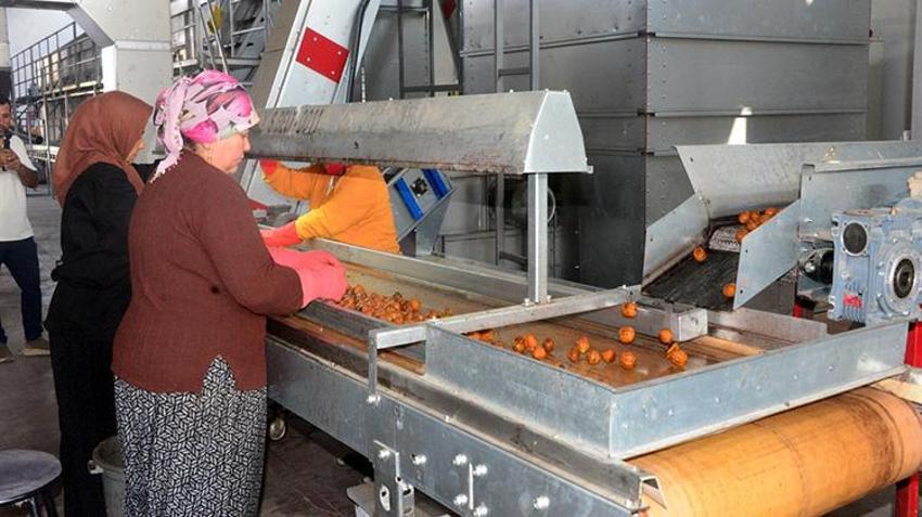Kahramanmaraş'ın yeşil altınında hasat başladı! Geçen yıl don vurmuştu, bu yıl yüzler gülüyor: AB tescilli lezzette sezon heyecanı!