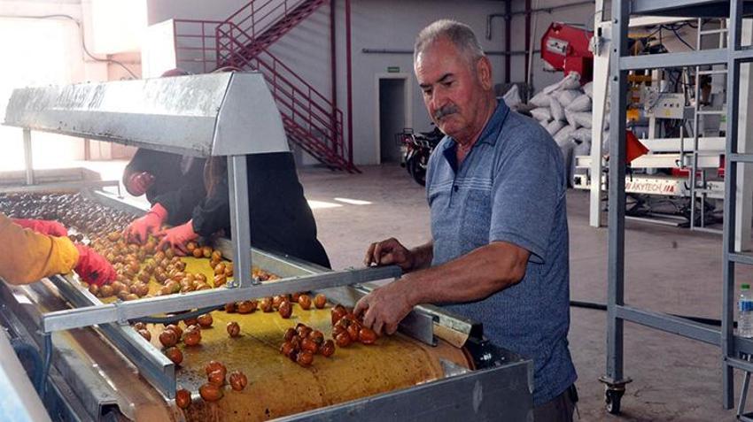 Kahramanmaraş'ın yeşil altınında hasat başladı! Geçen yıl don vurmuştu, bu yıl yüzler gülüyor: AB tescilli lezzette sezon heyecanı!