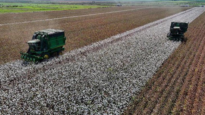 Adana’da beyaz altın tarlalara indi! İlk hasat başladı, kilogramı 40 liradan alıcı buluyor