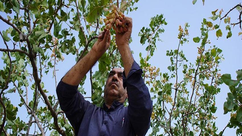 Siirt'te hırsızlık korkusu hasatı öne çektirdi: 'Henüz tam olgunlaşmadı ama gece gündüz nöbet tutuyorduk'