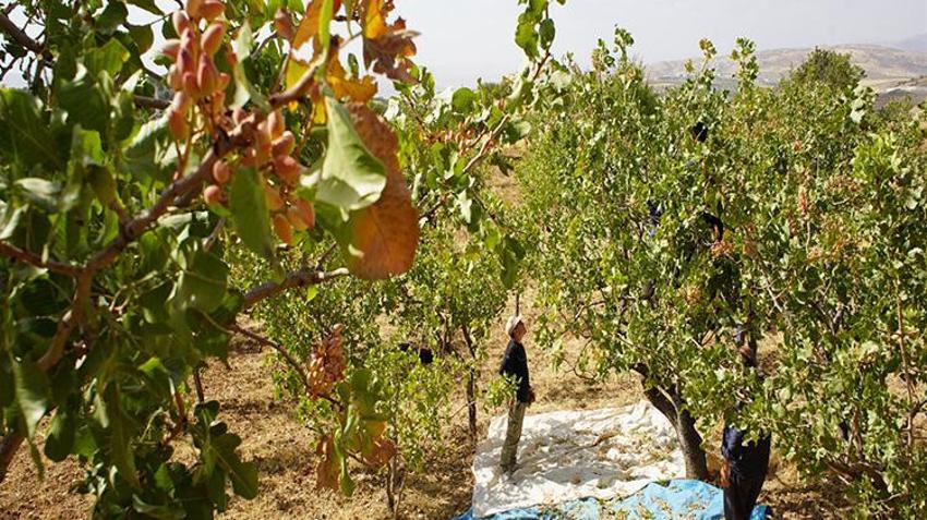Siirt'te hırsızlık korkusu hasatı öne çektirdi: 'Henüz tam olgunlaşmadı ama gece gündüz nöbet tutuyorduk'