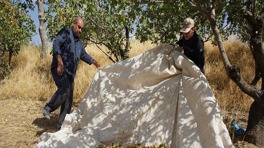 Siirt'te hırsızlık korkusu hasatı öne çektirdi: 'Henüz tam olgunlaşmadı ama gece gündüz nöbet tutuyorduk'