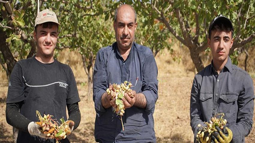 Siirt'te hırsızlık korkusu hasatı öne çektirdi: 'Henüz tam olgunlaşmadı ama gece gündüz nöbet tutuyorduk'