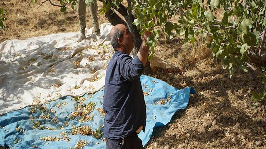 Siirt'te hırsızlık korkusu hasatı öne çektirdi: 'Henüz tam olgunlaşmadı ama gece gündüz nöbet tutuyorduk'