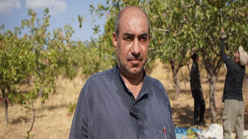 Siirt'te hırsızlık korkusu hasatı öne çektirdi: 'Henüz tam olgunlaşmadı ama gece gündüz nöbet tutuyorduk'