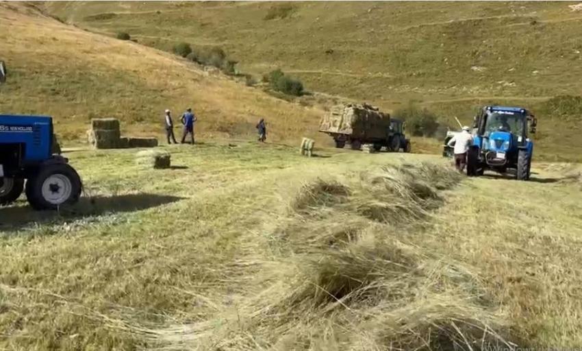 Ardahan'da zorlu kış hazırlığı başladı: Besiciler tarlalarda gece gündüz çalışıyor!