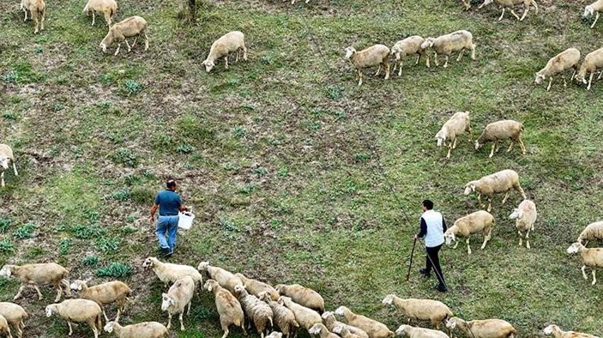 Düzce'de 23 yaşındaki genç aldığı devlet desteğiyle ata mesleğine sarıldı: 100 küçükbaş hayvanla kendi işini kurdu!