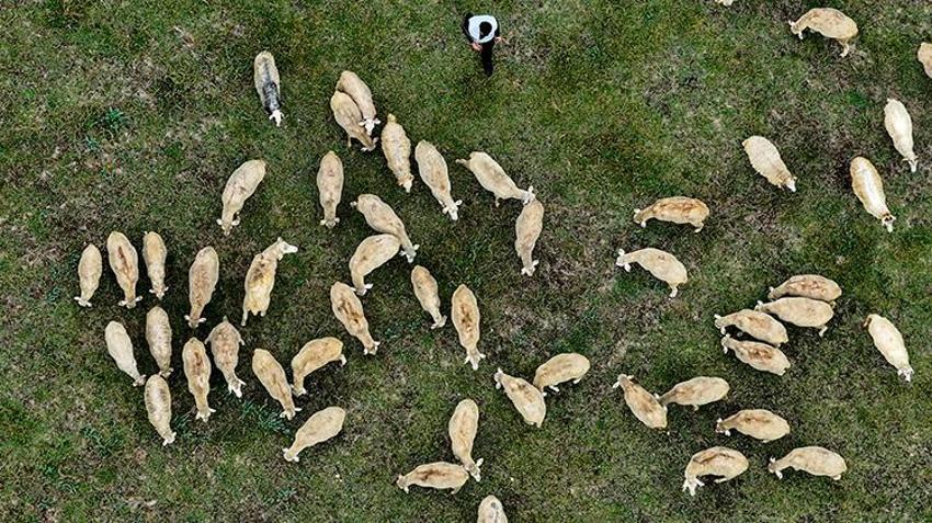 Düzce'de 23 yaşındaki genç aldığı devlet desteğiyle ata mesleğine sarıldı: 100 küçükbaş hayvanla kendi işini kurdu!