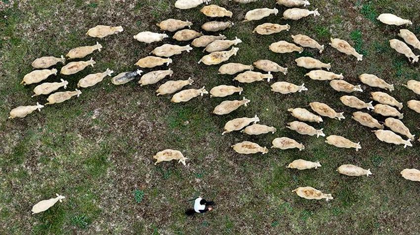 Düzce'de 23 yaşındaki genç aldığı devlet desteğiyle ata mesleğine sarıldı: 100 küçükbaş hayvanla kendi işini kurdu!
