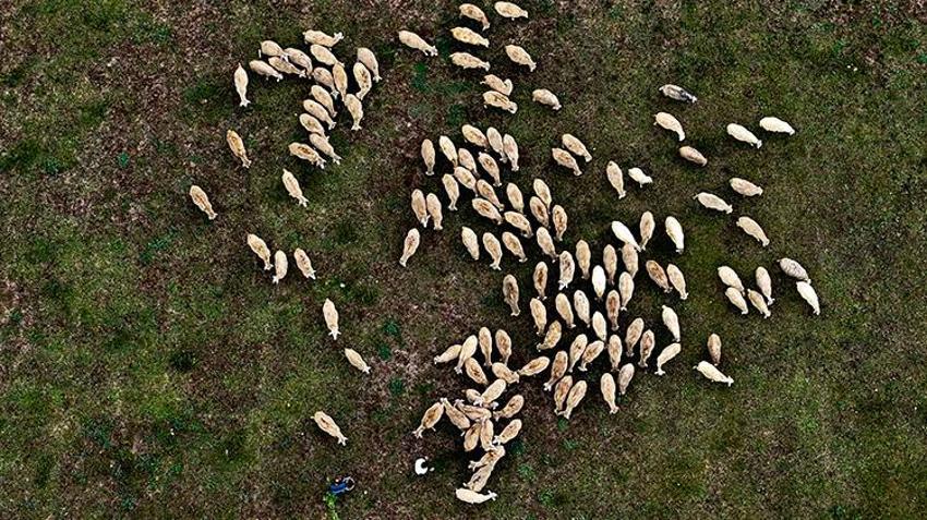 Düzce'de 23 yaşındaki genç aldığı devlet desteğiyle ata mesleğine sarıldı: 100 küçükbaş hayvanla kendi işini kurdu!