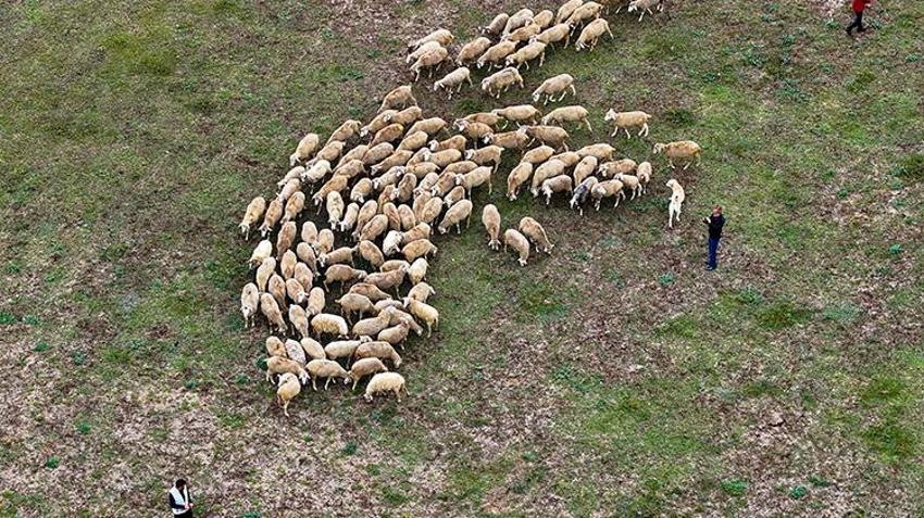 Düzce'de 23 yaşındaki genç aldığı devlet desteğiyle ata mesleğine sarıldı: 100 küçükbaş hayvanla kendi işini kurdu!