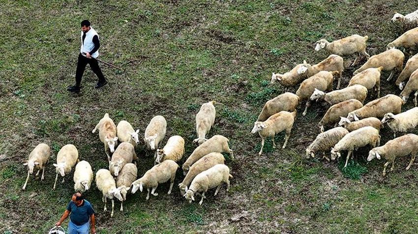 Düzce'de 23 yaşındaki genç aldığı devlet desteğiyle ata mesleğine sarıldı: 100 küçükbaş hayvanla kendi işini kurdu!