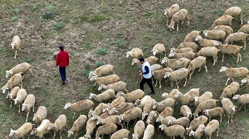 Düzce'de 23 yaşındaki genç aldığı devlet desteğiyle ata mesleğine sarıldı: 100 küçükbaş hayvanla kendi işini kurdu!