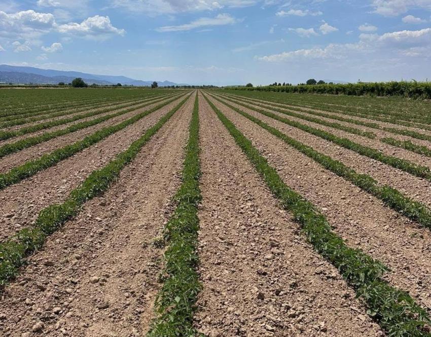 Manisa'da tarımsal üretim için kritik çağrı: Çiftçilere duyuruldu