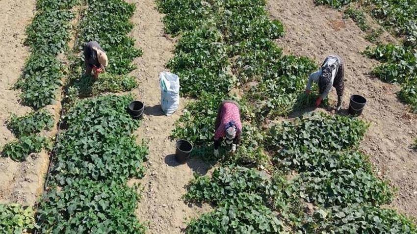 İzmir’de güz hasadı başladı! Pazar ve halde kilo kilo satılıyor: Fiyatlar kaliteye göre değişiyor!