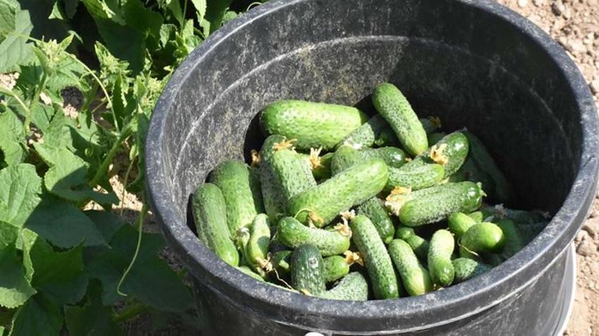 İzmir’de güz hasadı başladı! Pazar ve halde kilo kilo satılıyor: Fiyatlar kaliteye göre değişiyor!