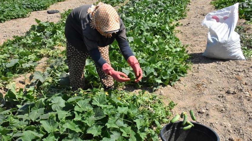 İzmir’de güz hasadı başladı! Pazar ve halde kilo kilo satılıyor: Fiyatlar kaliteye göre değişiyor!