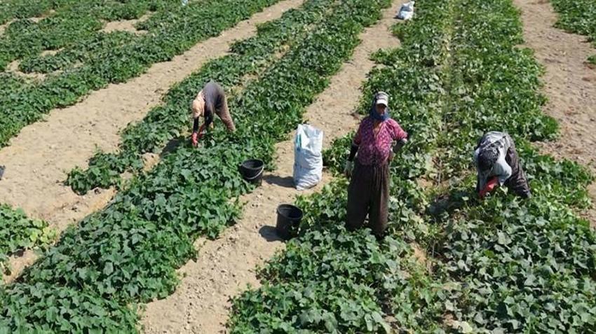 İzmir’de güz hasadı başladı! Pazar ve halde kilo kilo satılıyor: Fiyatlar kaliteye göre değişiyor!