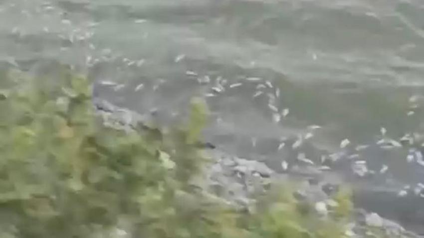 Pamukçay Barajı'nda toplu balık ölümü! Bölgede kapsamlı inceleme başlatıldı