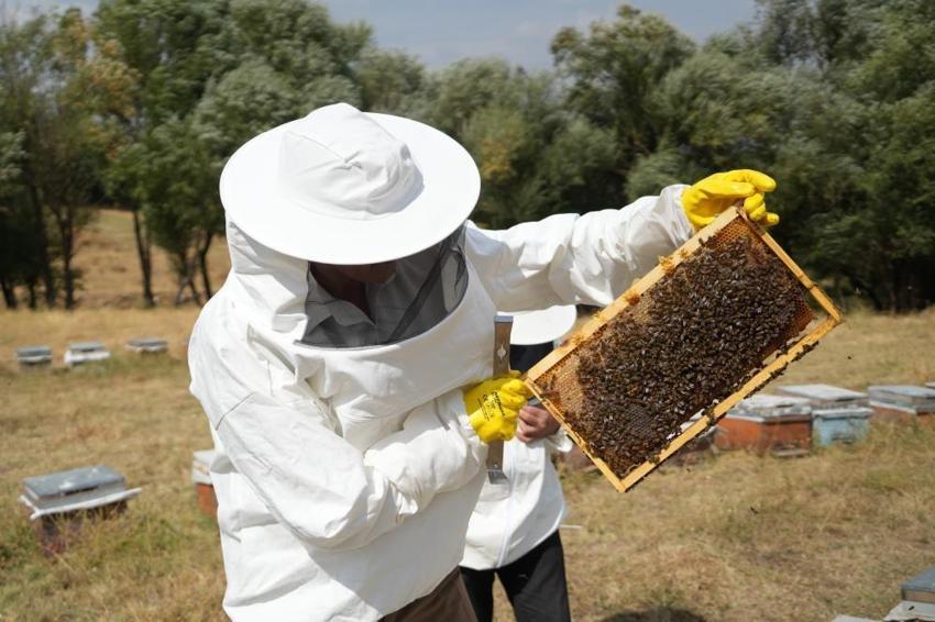 Muş Ovası'nda altın değerinde hasat bitti: 700 ton organik bal çıktı, kentte kış göçü başladı!
