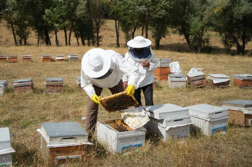 Muş Ovası'nda altın değerinde hasat bitti: 700 ton organik bal çıktı, kentte kış göçü başladı!