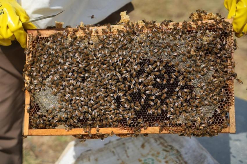 Muş Ovası'nda altın değerinde hasat bitti: 700 ton organik bal çıktı, kentte kış göçü başladı!