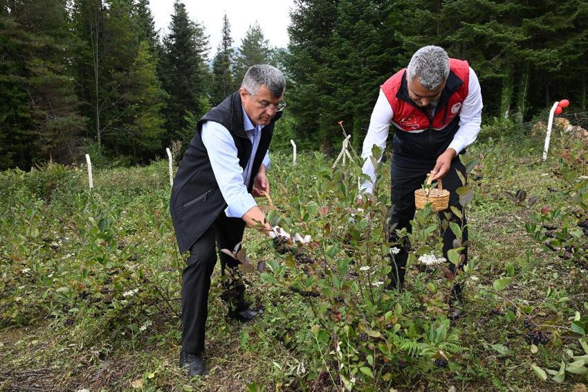 Kastamonu'da atıl arazilere hayat veren ürün! Aronya üreticinin yeni geçim kaynağı oldu