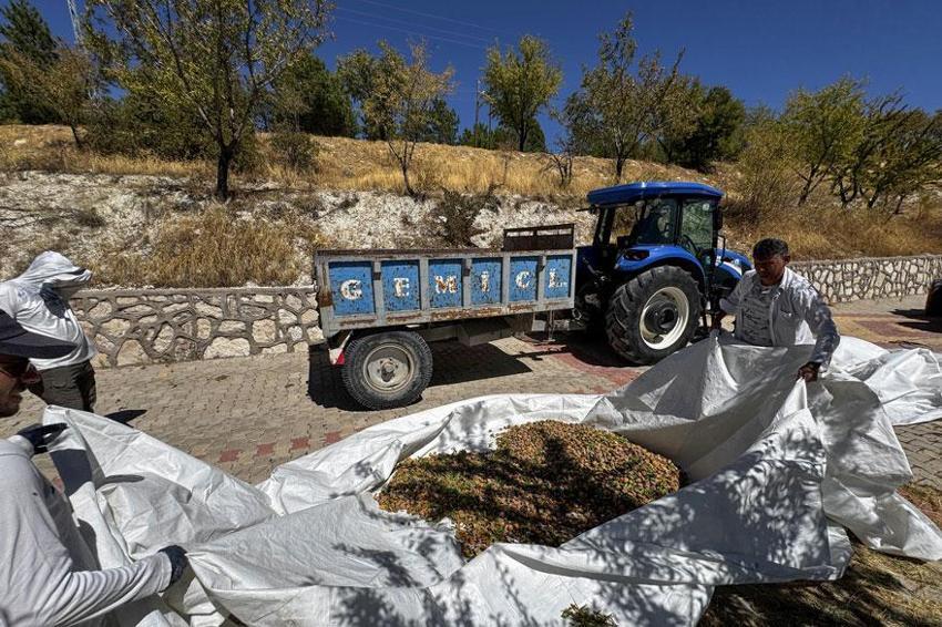Atıl araziler tarımsal üretimle gelire dönüştürüldü çiftçilerin geçim kaynağı oldu!