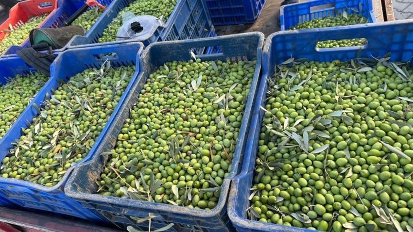 Bursa'da üretiliyor, 11 kilosundan sadece 1 litre çıkıyor: Almanya, İngiltere ve Amerika sıraya girdi