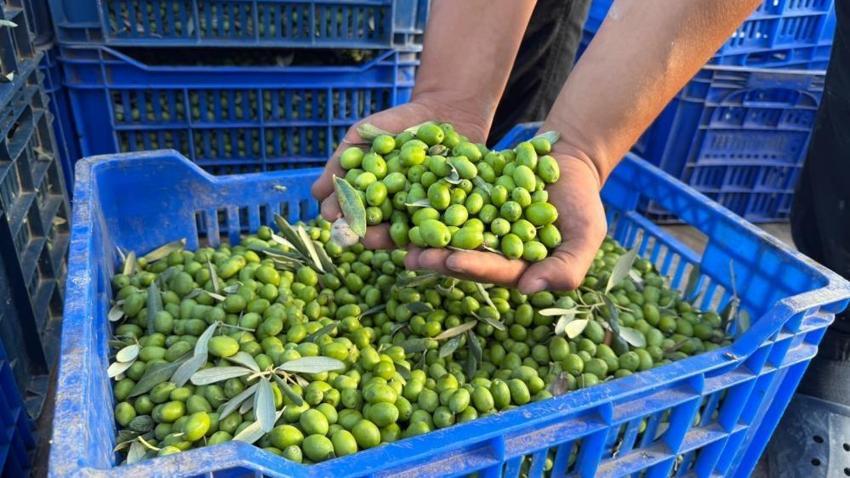 Bursa'da üretiliyor, 11 kilosundan sadece 1 litre çıkıyor: Almanya, İngiltere ve Amerika sıraya girdi