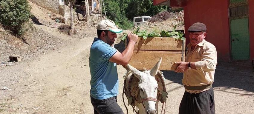 Diyarbakır'ın Akdeniz iklimine sahip ilçesinde hasat başladı: Fiyatı da belli oldu