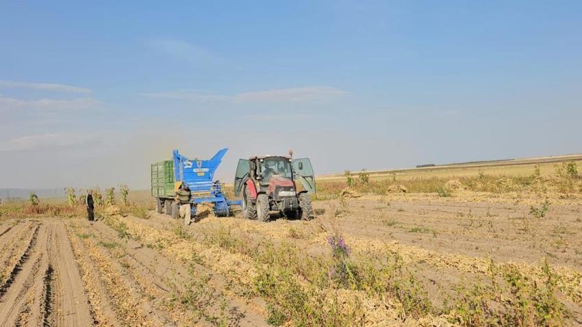 Tarlada kilosu 70 TL! Bitlis'te hasat başladı, üreticinin yüzü güldü